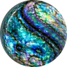 Abalone
